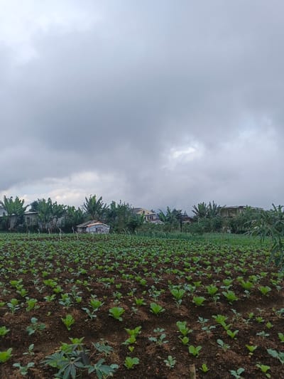 A lush vegetable field under a cloudy sky stretches into the distance, featuring rows of young leafy greens. Beyond the field, a small, weathered structure nestles among trees, with glimpses of houses and banana trees. The overcast sky dominates the scene, casting a soft, diffused light over the landscape. The foreground also features some larger, more established plants, hinting at the varying stages of growth within the field.