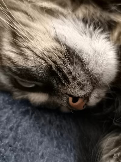 This is a close-up, eye-level shot of a cat sleeping on a blue, textured surface, possibly a blanket or rug. The cat's face is the primary subject, with its fur exhibiting a mix of gray, black, and white stripes. Its eyes are closed, and its nose is a prominent feature, with a light brown, slightly wet appearance. The cat's whiskers are long and white, fanning out from its face. The lighting suggests it might be indoors, perhaps during the daytime or evening, as there are no strong indicators of natural light. The depth of field is shallow, focusing sharply on the cat's nose and surrounding fur, while the background and some parts of the cat's body are blurred. The overall mood conveyed is one of peacefulness and rest. There is no visible text in the image. The context provided indicates the location is Pskov, Russia, but there are no visual cues within the image to support or contradict this.