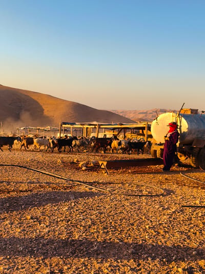 A pastoral scene unfolds in Keidar, Palestinian Territories, as a herd of goats moves across a dusty, rocky terrain under a clear, gradient blue and orange sky. The golden hour light bathes the arid landscape in warm hues, highlighting the textured ground and the distant, undulating hills.
In the foreground, a person stands near a large, silver water tanker truck. The individual is dressed in a flowing, dark purple robe and a red head covering, their face obscured by a red cloth mask. They appear to be supervising or tending to the goats, which are a mix of colors and sizes, some white, brown, and black.
Behind the goats, a simple wooden structure, possibly a shelter or pen, is visible. Dust is kicked up around the animals as they move, suggesting activity and possibly feeding. Black hoses snake across the ground in the foreground, connecting to the water tanker, implying that water is being dispensed. The overall impression is one of a rural, agricultural setting, likely a farm or a settlement.