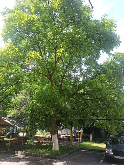 This is a full-shot, eye-level, outdoor, natural-light photograph taken in Atabe, Georgia. The image depicts a mature, leafy tree with bright green foliage dominating the frame, casting shadows on the ground. To the left, a covered seating area with wooden benches is visible, adjacent to a grassy area. In the background, a swing set and other playground equipment are present, along with parked vehicles. The overall scene suggests a residential or communal outdoor space, likely a courtyard or park, on a sunny day.