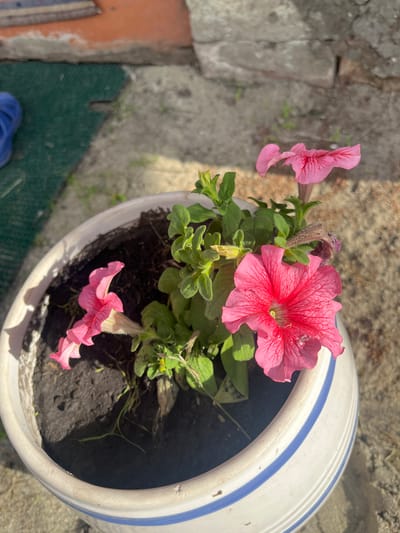 The image shows a close-up of a large, white ceramic pot with blue stripes, containing pink petunias. The pot is situated outdoors on a textured surface that appears to be a mix of gravel and a green mat. To the left of the pot, a weathered, grey stone wall and a rough orange-colored surface are visible. The petunias are the main focus, with a large, vibrant pink bloom at the top center and two smaller, delicate pink flowers in the lower left and bottom center of the frame. Green leaves and stems fill the pot, with dark soil visible beneath them. The lighting suggests it is daytime, with bright sunlight casting shadows. The scene appears to be in a garden or yard setting. There is no visible text in the image.