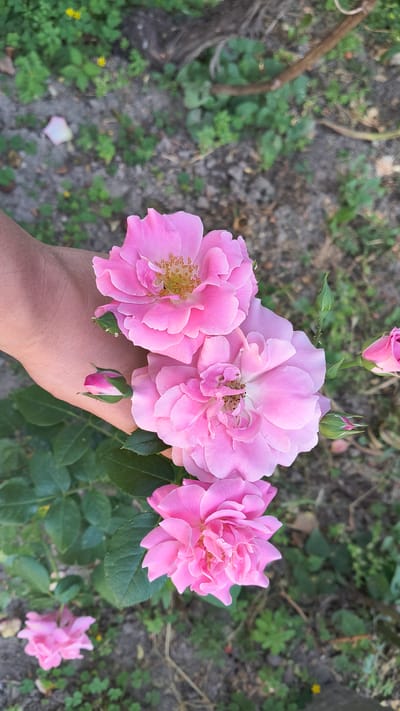 A close-up, eye-level shot shows a hand holding a cluster of three pink roses. The roses are in full bloom, with delicate petals and yellow centers. Two rosebuds are also visible, one on the hand and another higher up on the stem. The hand is lightly cupping the roses, as if presenting them. The background is a blurred garden setting with green foliage and brown soil. The lighting suggests it is daytime, possibly late afternoon due to the warm tones. The image conveys a sense of natural beauty and gentle appreciation for the flowers. The scene is set in Han Krum, Bulgaria.