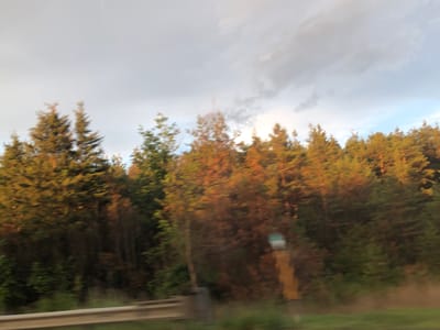 The image depicts a blurred, motion-captured view of a treeline along a roadside, likely taken from a moving vehicle. The trees are a mix of evergreen and deciduous varieties, with some showing autumnal colors of orange and yellow. The sky is overcast with patches of blue visible. A metal guardrail runs along the bottom of the frame, suggesting the image was taken from a road. A blurry yellow signpost with a blue and white cap is visible in the middle ground to the right of the frame. The overall impression is one of a natural landscape encountered during travel. No people or specific actions are discernible due to the motion blur. The location is identified as Bradford West Gwillimbury, Canada.