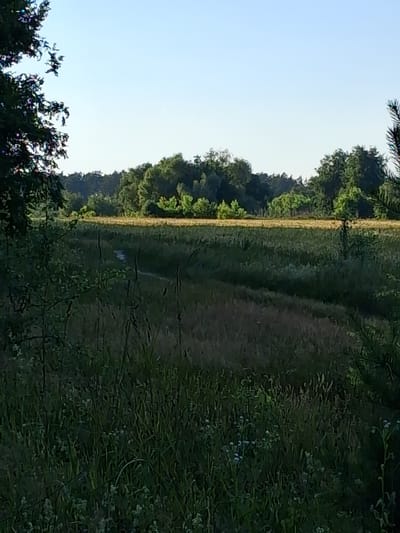 The image depicts an outdoor scene, likely a field with a path, bordered by trees and foliage. The perspective is from ground level, looking upwards and across the landscape. The composition is dominated by natural elements: dense green trees and bushes, and a grassy area with what appears to be a dirt path winding through it. A line of trees separates the field from a bright, clear sky on the left side of the image. The overall impression is one of a rural or natural setting.
The time of day appears to be either early morning or late afternoon, suggested by the quality of light which casts soft shadows and illuminates the foliage. The weather seems clear and pleasant, with a bright sky. There are no people or distinct man-made objects visible, aside from the faint outline of a path. The scene conveys a sense of tranquility and natural beauty. The location is identified as Reutyntsi, Ukraine, which aligns with the pastoral landscape depicted. No text is visible in the image.