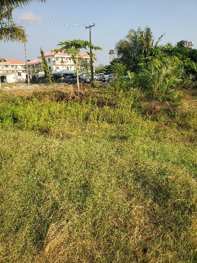 The image depicts an outdoor scene in Isunba, Nigeria, viewed from an elevated perspective over a field of dense, mixed green and dry brown vegetation that occupies the entire foreground. Beyond this unkempt field, a paved area or roadway is visible, upon which approximately eight to ten vehicles are parked. These vehicles include sedans and SUVs, predominantly dark-colored, with a white vehicle also identifiable towards the right. A wooden utility pole with overhead power lines stands centrally in the midground, to the left of which is a smaller white building. In the background, a multi-story building with a light-colored exterior and a prominent red-orange pitched roof is visible, appearing to be a residential or commercial structure. To the far right, partially obscured by dense foliage, a metallic water tower with a dark cylindrical tank is present. The sky above is clear and light blue, indicating daylight conditions. No individuals are clearly discernible within the frame.