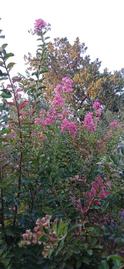 The image depicts a close-up view of a flowering shrub with clusters of pink blossoms. The shrub has green leaves and some reddish-purple leaves. In the background, there are trees with lighter colored foliage. The sky is visible at the top of the image and appears bright, suggesting daytime. The setting is outdoors, likely in a garden or park. No people or specific city landmarks are identifiable, so the location in Charshanba, Uzbekistan cannot be confirmed from the visual information.