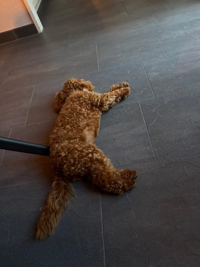 An indoor scene, located in Marum, Netherlands, features a reddish-brown, curly-coated dog, consistent with a poodle or doodle breed, lying on its back on a dark grey tiled floor. The dog's limbs are extended, and its ventral side is exposed. A black, cylindrical object, resembling a vacuum cleaner hose attachment, is horizontally positioned against the dog's left flank, making physical contact. The floor consists of rectangular, textured dark grey tiles arranged in a staggered pattern. In the upper-left background, a segment of a light-colored wall and a white door frame or trim are visible. The environment is illuminated by ambient indoor lighting.