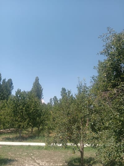 The image depicts an outdoor scene under a clear blue sky. In the foreground, a path or walkway made of light-colored stone or concrete runs horizontally. The ground on either side of the path is covered with dry grass and dirt.
To the left of the path, there is a line of trees with lush green foliage. These trees appear to be relatively short and well-maintained, possibly part of an orchard or park. Some of these trees have visible light-colored trunks. Further back and to the left, taller, more slender trees with dark green leaves are visible, some reaching towards the sky.
To the right of the path, closer to the foreground, is a larger tree with dense green leaves and branches. Some small, yellowish fruits are visible on this tree. The overall impression is a park-like setting with a mix of fruit-bearing trees and other deciduous trees, suggesting a temperate climate suitable for fruit cultivation. The image lacks any human presence or specific architectural features that would pinpoint a more precise location within Pastki-Peshkurgan, Uzbekistan, beyond it being an outdoor, vegetated area.