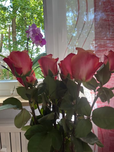 A close-up, eye-level indoor shot focuses on a bouquet of pink and yellow roses, some with deep pink edges, in the foreground. The roses are arranged in a vase, partially visible at the bottom of the frame. Behind the roses, a window offers a view of lush green trees and blue sky, suggesting a bright, sunny day. To the right of the window, a red and white patterned curtain is visible. In the upper left quadrant, a cluster of purple orchids is also in bloom. The overall impression is one of a home or office interior in Bayreuth, Germany, decorated with fresh flowers and natural light.