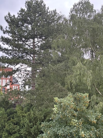 The image shows a tall, evergreen tree in Werl, Germany. Branches obscure the view of a building with red brick and white detailing. A clock is visible on the building's facade. Above the evergreen, other deciduous trees with lighter green foliage fill the sky. The sky is overcast.