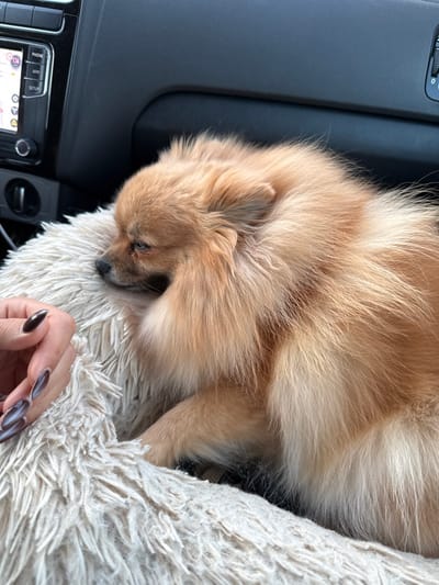 A golden-brown Pomeranian dog sleeps peacefully in a plush, beige furry bed. The dog is nestled against the dark interior of a car. A hand with long, dark-polished nails rests on the furry bed next to the dog. Part of the car's dashboard and radio controls are visible in the lower left corner. The overall scene evokes a sense of comfort and companionship during a car ride.