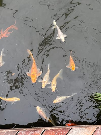 A high-angle shot reveals a dark, likely outdoor, pond surface populated by numerous Koi fish. Their colors vary, ranging from orange to white, as they swim in the water. Reflections are visible on the pond's surface. At the pond's edge, on the right, are wooden planks, suggesting a deck or border. A patch of green vegetation is also present at the top right of the image. While the exact location in Tehuixtla, Mexico, cannot be determined from the visual information, the presence of a pond with Koi fish suggests either a residential pond, a garden or park pond, or a commercial Koi display at this location. No people are visible in the frame, and the focus is solely on the fish and their environment.