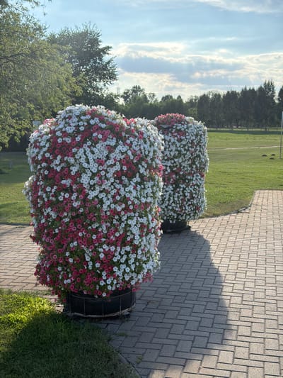 The image depicts two large, cylindrical planters overflowing with pink and white petunias, situated on a paved walkway. The walkway is constructed with rectangular pavers arranged in a herringbone pattern. To the left of the walkway, a patch of green grass is visible, catching sunlight. Behind the planters, a well-maintained lawn stretches out, bordered by a line of trees. The sky above is a clear blue with scattered white clouds, suggesting a pleasant daytime setting. The overall scene evokes a sense of a park or a well-landscaped public area in Kiskunmajsa, Hungary, likely a place for outdoor recreation or events.