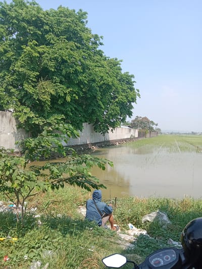 A person is fishing by a body of water next to a flooded rice field. The person is wearing a blue hooded sweatshirt and brown shorts, and is sitting on the grassy bank. The rice field is in the background, with young rice plants visible in the flooded paddies. A concrete wall runs along the edge of the rice field. The scene is outdoors, under a clear blue sky. A motorcycle is parked in the foreground. The location is Brangsong, Indonesia.