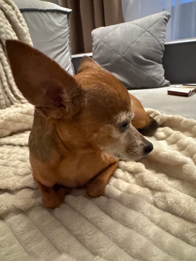 The image shows a close-up of a brown dog sleeping on a cream-colored, textured blanket. The dog is lying on its side, facing to the right and slightly upwards, with its head resting on the blanket. Its eyes are closed, indicating it is asleep. The dog has large, floppy ears, one of which is clearly visible in the foreground. The fur appears to be short and smooth. Behind the main dog, another smaller brown object is partially visible, possibly another dog or part of the same dog.

The setting appears to be indoors, likely a living room or bedroom, given the presence of a sofa with a gray quilted pillow and a plush blanket. The lighting suggests it is either evening or the room is dimly lit. The overall mood conveyed is one of peace and relaxation. There is no visible text in the image. The location context provided is Laikovo, Russia, but there are no specific visual cues within the image to confirm this location.
