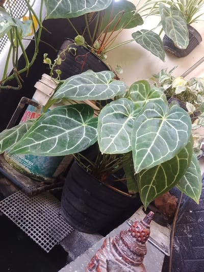 This is a medium-angle, eye-level shot of an outdoor patio in Jonggol, Indonesia, featuring several potted plants. The main focus is a collection of Anthurium plants with large, heart-shaped leaves characterized by prominent white veins. One plant, in the foreground and center, displays several of these striking leaves. To the left and slightly behind it, another Anthurium plant is visible, also showing its distinctive foliage. In the upper right corner, a spider plant with thin, variegated leaves is positioned in a black pot.
The plants are situated in various containers, including black plastic pots and a larger, weathered green container that appears to be a repurposed industrial can, possibly with faded "INDONESIA" branding. The surrounding environment suggests a utilitarian or gardening space, with a black plastic grate in the lower left quadrant and a rough, textured surface beneath the plants. A small, reddish-brown, carved wooden decorative object, resembling a miniature pagoda or stupa, sits on a reflective surface in the lower right portion of the frame. The background consists of a lightly colored wall, possibly stucco or painted concrete. No people are present in the scene.