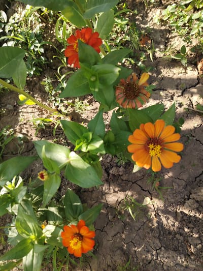 This media file features a close-up, overhead view of several zinnia flowers growing in the soil. The flowers are in various stages of bloom and come in shades of orange and red. One prominent orange zinnia is in sharp focus in the lower right portion of the frame, displaying its vibrant petals and yellow center. To its left, a smaller orange flower is also visible, with a hint of yellow at its center. Higher up and to the left, a red zinnia is partially obscured by green leaves. In the upper center of the image, another flower, appearing to be an older bloom with withered petals, is visible.

The setting is an outdoor garden with dry, cracked soil, indicating a warm and possibly arid climate. Sparse green grass and other small plants are interspersed between the flowers and in the soil. Sunlight is casting shadows, suggesting it is daytime. The overall impression is one of natural beauty in a somewhat harsh environment. The image seems to be taken in Tavaksay, Uzbekistan, given the location context. No people or text are visible in the image. The focus is solely on the flora and the soil.