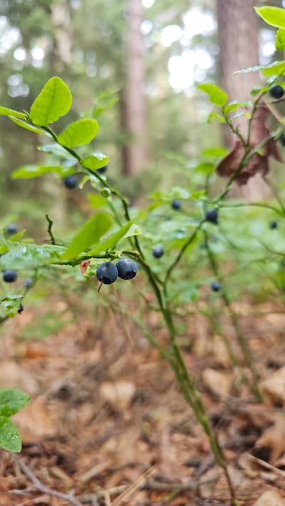 A close-up, low-angle shot captures a blueberry bush in a forest setting. Two ripe blueberries hang from a stem in the foreground, showing faint water droplets on their surface. The bush has small green leaves, some of which also appear wet. The background is blurred, revealing the textures of a forest floor with fallen leaves and twigs, and the trunks of trees in the distance. The scene is likely from a natural outdoor environment, such as a forest in or near the city of Choceň, Czechia, given the context.
