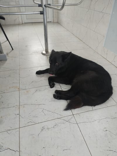 A black dog is lying on a tiled floor. The dog is on its side, with its head resting on its paws. Its tongue is sticking out slightly. The floor is made of white tiles with grey veins. There is a metal pole and some railing in the background. A black chair leg is visible on the left side of the image. The scene appears to be indoors, possibly in a hallway or an entryway. There is no clear indication of the specific location within Вароніцкі сельскі Савет, Belarus, beyond the general assumption of an indoor tiled area.