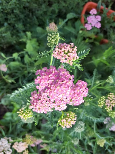 The image shows a close-up view of pink yarrow flowers in bloom, with soft green foliage and other flower clusters in the background. The flowers are clustered in flat-topped heads, composed of many small, delicate florets. Some buds are also visible, appearing as tightly packed green clusters. The overall scene is natural and outdoors, with a hint of bokeh from the out-of-focus elements, suggesting a shallow depth of field. The lighting appears soft and natural, indicative of daylight. No people or specific urban elements are visible, and there are no elements that would allow for a specific identification of the location within Chernetsk, Russia.