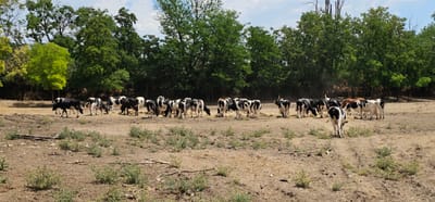 A herd of cows, predominantly black and white Holstein Friesians, is gathered in a dry, dusty field. Some cows are grazing on hay, while others stand or walk. The background features a dense line of green trees under a partially cloudy sky. The scene appears to be located in Konyavo, Bulgaria, based on the provided context. The overall impression is a pastoral setting with livestock in an open, arid environment.