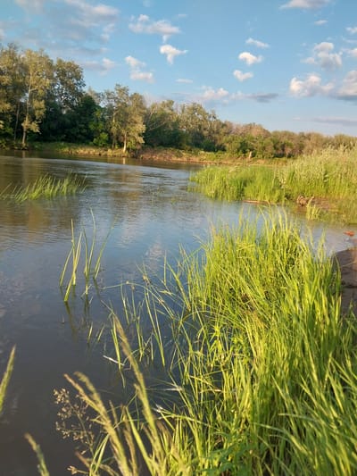 The image shows a body of water, likely a river, with lush green grass growing along its banks. Tall trees line the opposite bank, their reflections visible in the calm water. The sky above is a clear blue, dotted with fluffy white clouds. The sunlight casts a warm glow on the scene, suggesting it is either early morning or late afternoon. The water appears to be shallow near the banks, with some reeds and grasses growing out of it. The overall impression is one of natural beauty and tranquility. The location is identified as the city of Chkalov, Russia.