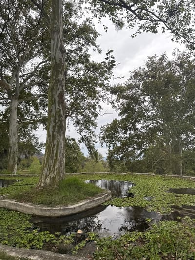 The photograph depicts a waterway in Naolinco de Victoria, Mexico. The waterway is lined with concrete edging and is heavily overgrown with aquatic vegetation. Several trees, including a large sycamore with characteristic mottled bark, overhang the waterway. The sky is overcast. A mountain is faintly visible in the distance.
