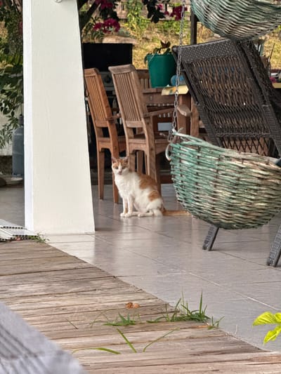 An orange and white cat is seated on a light-colored tiled patio floor at an outdoor location in Māhina, France. The cat faces forward, positioned to the right of a prominent white architectural pillar. To the cat's right, a dark woven wicker furniture piece is visible, along with a teal-green basket-like element that appears suspended or placed on the ground. In the background, multiple wooden chairs with slatted backs are arranged around a wooden table. Beyond the table and chairs, lush green foliage and pink flowering plants are discernible. A green bucket rests on the wooden table, and a grey gas cylinder is partially visible behind the white pillar on the far left. The foreground consists of a weathered wooden plank deck, with small patches of green grass growing between the boards.