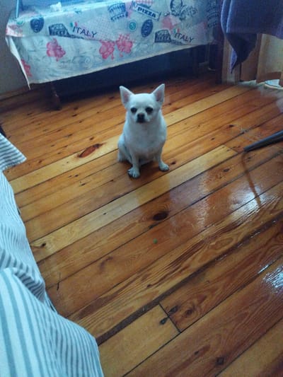 The image shows a white Chihuahua dog sitting on a polished wooden floor. In the background, there is a patterned tablecloth with floral motifs and the word "ITALY" printed on it. A purple blanket is draped over a piece of furniture to the right. The environment suggests an indoor setting, possibly a home, in Novyi Rozdil, Ukraine. The lighting is dim, casting reflections on the shiny floor.