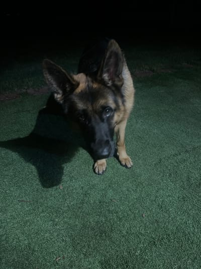 A German Shepherd dog stands on artificial turf in a dimly lit outdoor area at night. The dog is facing forward and slightly to the left, with its head tilted. Its fur is a mix of black and tan. A shadow of the dog is cast to its left. The background is dark, suggesting it is nighttime. There are some brick pavers visible to the left of the dog. The scene does not contain any identifiable landmarks or features that would indicate a specific location within Jacksonville, United States of America.
