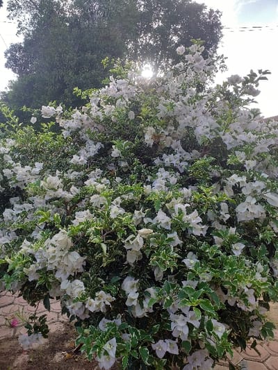 The image displays a large, dense bougainvillea bush in full bloom, featuring numerous white bracts and green leaves with prominent white variegation. The bush occupies the majority of the frame, from the lower edge to the mid-upper section. Behind the upper part of the bush, direct sunlight is visible, creating a bright lens flare and backlighting effect. A tall, dark green tree is situated behind and to the left of the bougainvillea, with a bright sky visible in the upper right. The ground in the foreground consists of light-colored paver stones extending from the mid-left to the lower right, with a small patch of dark soil present in the lower left. A single pink flower is observed on the ground near the lower left corner. No individuals, specific actions, or interactions are present in the scene, which is located in Keude Cunda, Indonesia.