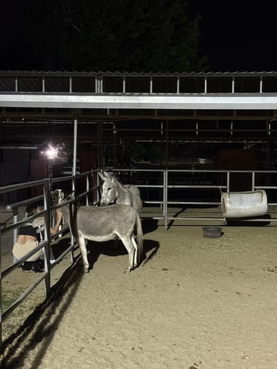 The image shows a donkey inside a metal pen in Coachella, California. The donkey is laying down. A person is sitting inside the pen with the donkey. There is a light source visible in the background of the pen. A white bucket is fixed to the side of the pen. The ground is dirt. The image was taken at night, with some vegetation visible in the background.