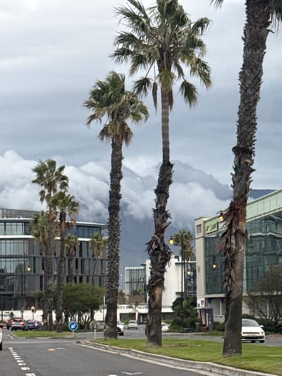 This image shows a row of palm trees lining a street in Milnerton, South Africa. The palm trees stand between a multi-lane road on one side and modern office buildings on the other. The sky is overcast with white and grey clouds. Several cars are visible on the road and a blue and white traffic sign is present. The scene suggests a commercial area within the city.