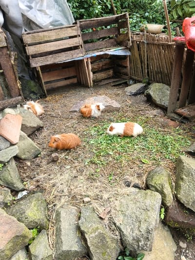 The scene depicts an outdoor guinea pig enclosure located in Sarandi de Cuadra, Uruguay. Four guinea pigs are observed within the enclosure on a ground consisting of damp soil, dried organic matter, and scattered green foliage. One solid ginger-brown guinea pig is in the lower-left. Two bi-colored white and ginger-brown guinea pigs are visible in the midground; one stands on a patch of green leaves, and another is near a rock. A fourth white and ginger-brown guinea pig is partially visible behind a rock on the far-left. In the background, a makeshift shelter constructed from several weathered wooden crates, some stacked, is partially covered by a white plastic tarp on the left. To the right of the crates, a rudimentary fence made of vertical wooden stakes is present. Numerous irregularly shaped grey rocks, some exhibiting moss growth, are scattered across the enclosure. Fragments of reddish-brown terracotta are visible on rocks in the lower-left. Dense green vegetation forms the natural backdrop.