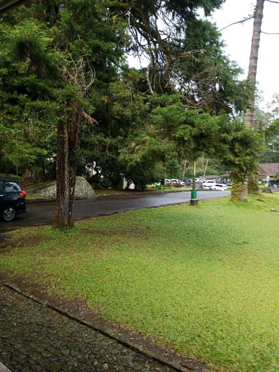 This image depicts an outdoor scene in Pachmarhi, India, characterized by lush greenery under an overcast sky. In the foreground, a dark, irregularly paved surface, possibly a sidewalk or path, occupies the bottom left, featuring a distinct horizontal crack. Adjacent to this, a manicured lawn of vibrant green grass extends across the mid-foreground, sloping gently.

A wet, dark asphalt road curves from the left of the frame towards the right background. To the immediate left of the road, a dark-colored SUV is partially visible, parked or stationary. A thick-trunked tree stands between the road and a large, light-colored rock. Beyond this, dense foliage forms a verdant backdrop. To the right of the road, a green post or marker is present, and further right, a taller tree with a lighter, textured trunk is visible.

In the mid-to-background, a parking area is observable with multiple light-colored vehicles. A building with a reddish-brown roof is partially visible on the far right, set amongst the trees. The upper portion of the image is dominated by an extensive canopy of trees, featuring various shades of green foliage and some visible dead or dry branches. No individuals or specific actions are discernible.