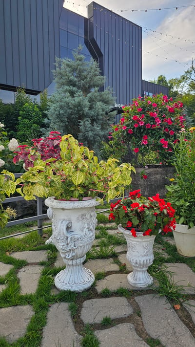 The image shows a serene outdoor setting, likely in a garden or courtyard, with a modern building in the background. The building features dark, corrugated metal siding and large blue-tinted windows, creating a stark contrast with the lush greenery in the foreground. A string of fairy lights hangs across the top of the frame, adding a touch of whimsy.
In the foreground, two ornate white planters hold a variety of vibrant flowers and foliage. The planter on the left is larger and more elaborate, with detailed carvings of faces and figures. It contains a lush plant with variegated yellow and green leaves, its branches cascading over the sides. To the right, a smaller planter holds a dense arrangement of bright red flowers, possibly begonias.
Behind the planters, a variety of other plants are visible, including a tall, feathery blue-green tree, a cluster of deep red foliage, and a dense bush covered in bright pink flowers. A low metal fence runs horizontally across the middle ground, separating the paved area from the grassy lawn beyond. The paved pathway is made of irregularly shaped concrete stones with grass growing in the gaps between them, suggesting a naturalistic and somewhat wild aesthetic. The overall impression is one of a well-maintained yet natural garden space, possibly associated with a contemporary architectural establishment in Cheonan-si, South Korea.