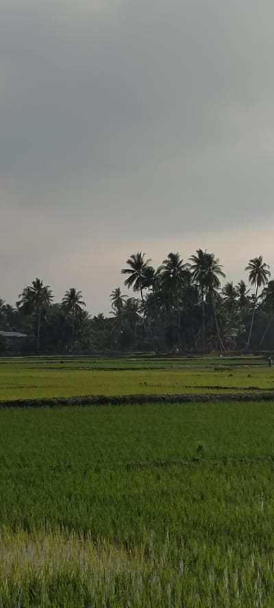 This image depicts a wide, green rice paddy field in Sumbokrayek, Indonesia, under an overcast sky. The foreground and midground are filled with vibrant green rice stalks, some submerged in shallow water. A darker, raised bund separates two sections of the field. In the background, a dense line of palm trees and other tropical foliage forms a natural backdrop, with a few indistinct structures barely visible amongst the vegetation on the far left. The sky is a uniform, dull grey, suggesting a cloudy or impending rainy day. There are two small, dark figures that appear to be people in the far distance, one walking on the bund and another standing near the treeline. The overall scene is tranquil and rural, capturing a typical agricultural landscape of the region.