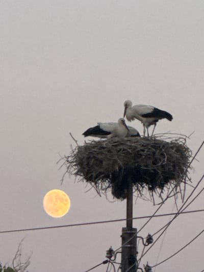 In Miriantsi, Bulgaria, an image captured shows a close-up view of a large nest built on a utility pole. Within the nest, two storks are present. One stork stands upright, facing towards the right, while the other is seated within the nest, facing left. To the left of the nest, a large, illuminated full moon is visible in the hazy sky. The utility pole itself has several wires attached to it, and some of these wires extend across the frame of the image. The overall lighting suggests it may be dusk or dawn due to the color of the moon and the hazy sky.