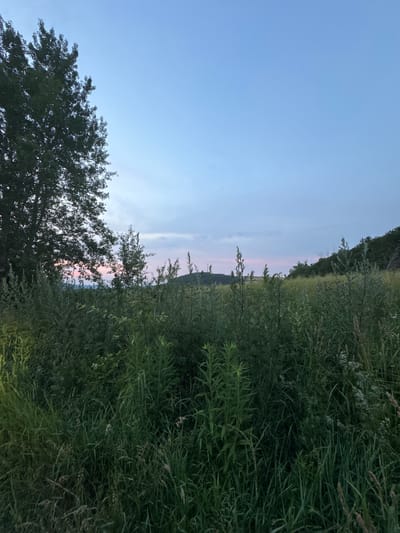 The image depicts a natural landscape scene, likely taken in the village of Pavliv, Ukraine, during twilight. In the foreground, dense, tall green grass and various wild plants create a textured, verdant barrier that occupies the lower portion of the frame. To the left, a large, dark green tree with dense foliage stands prominently, its branches extending upwards and to the right.
Beyond the immediate foliage, the middle ground reveals a field of lighter green vegetation, interspersed with the darker, taller plants. In the distance, rolling hills are visible, covered with trees and vegetation. The sky above is a clear, pale blue, transitioning to a softer pinkish hue near the horizon, suggesting the fading light of sunset or the early dawn. A few wispy clouds are present in the sky. The overall impression is one of a serene, rural environment at dusk. There are no people or animals visible in the scene.
