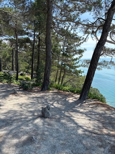 A pathway winds through a grove of tall pine trees on a cliff overlooking the Black Sea in Dzhankhot, Russia. The ground is covered in a mixture of dirt and small pebbles, with the dappled shade of the trees creating a textured pattern on the surface. A weathered tree stump rests in the foreground, adding a touch of ruggedness to the scene. Beyond the trees, the tranquil blue waters of the sea stretch to the horizon, meeting a clear sky with a few wispy clouds. A lone figure walks along the path in the distance, their presence a subtle reminder of human activity amidst the natural beauty. The overall atmosphere is one of serene coastal landscape.