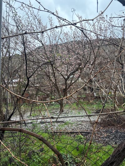 The scene depicts an outdoor environment in Lehvaz, Armenia, under an overcast sky. In the foreground, a dense network of bare, dark brown branches, consistent with grapevines or similar deciduous plants, partially obscures a green wire mesh fence visible primarily in the lower-right. The midground features several trees, with a prominent central tree heavily covered in light pink and white blossoms. Other trees exhibit bare branches or nascent green foliage. The ground is a mix of green grass and darker soil, extensively covered by fallen white and light pink petals. Black irrigation pipes are discernible on the ground surface. In the background, indistinct, rustic structures are visible amidst further foliage, with a large, dark hill or mountain range rising beneath the cloudy, light grey sky. No individuals or animals are present.