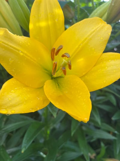 This is a close-up, vertical, eye-level shot of a vibrant yellow lily flower, likely taken in Otyakovo, Russia. The lily is in full bloom, with six prominent petals, each adorned with numerous small water droplets. The center of the flower features several stamens with brown anthers. The background consists of blurred green foliage, with hints of other lily buds visible in the upper left corner. The lighting suggests it might be early morning or after a rain shower, casting a soft glow on the flower.
