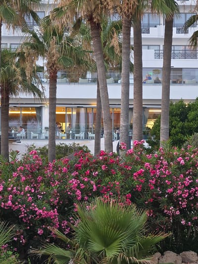 This is a medium shot photograph taken outdoors in Hlorakas Community, Cyprus. In the foreground, there is a vibrant display of pink oleander flowers and lush green palm fronds. Behind this flora, a modern white building with multiple stories is visible. The building features large glass windows, some of which reveal interior spaces. On one of the balconies of the building, a person is seated, appearing to be relaxed. Through the ground-level windows, several tables and chairs are arranged in what looks like a dining area or cafe. Some people are visible inside this area, engaged in activities like dining or conversing. The scene suggests a resort or hotel environment, with a focus on leisure and hospitality, set against a backdrop of Mediterranean greenery.