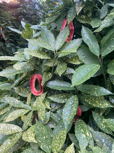 The image depicts a close-up of a variegated Aucuba japonica shrub, characterized by glossy dark green leaves densely speckled with irregular yellow markings. Three distinct, non-organic, deep red objects are suspended within the foliage. Each object is ovoid or elongated C-shaped, flattened, and appears to be crafted from a translucent, manufactured material, consistent with resin or plastic. Fine, nearly invisible wires or threads suspend these objects, indicating their deliberate placement as decorative elements within the plant. The background consists of blurred green foliage, characteristic of an outdoor garden or planted area. The scene is located in Piacenza, Italy. No individuals are present, and no specific actions or interactions are depicted. The environment is a naturally lit outdoor green space.