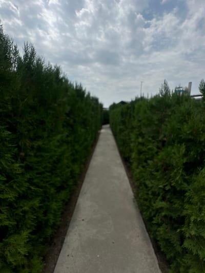 An outdoor, eye-level, slightly blurred, full shot captures a concrete path leading through dense, dark green hedges. The hedges are tall and symmetrically arranged on both sides of the path, creating a tunnel-like effect. The path itself is straight and extends into the distance, disappearing between the hedges. The sky above is overcast with a mix of white and grey clouds, suggesting a cloudy day. In the far background, partially obscured by the hedges and the blur, there are hints of man-made structures, including what appears to be a light pole and some indistinct buildings. The scene suggests a park, garden, or possibly an entrance to a maze in Jaukashty, Uzbekistan. There are no people or animals visible in the image.