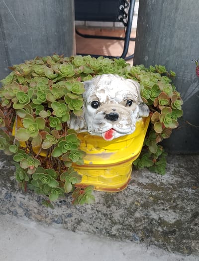 The image displays a close-up shot of a yellow ceramic planter shaped like a dog's head, overflowing with green succulent plants. The planter, with peeling white paint on the dog's face, is positioned outdoors on a grey concrete surface, possibly a patio or walkway. Two large, grey cylindrical objects, likely pillars or containers, flank the planter. In the background, a dark metal chair and brickwork are partially visible. The scene appears to be a decorative garden feature. The image was captured in Hamarnia, Ukraine.