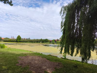 This is a landscape photograph of a pond in Stendal, Germany. In the foreground, a grassy bank slopes down towards the pond, with a patch of dark, exposed soil on the left. A large willow tree with drooping branches dominates the right side of the frame, obscuring part of the pond and the background. The pond itself is covered in a thick layer of yellow-green algae, with patches of open water visible.

Across the pond, a line of trees forms a backdrop, with several buildings and church spires visible beyond them. The sky above is partly cloudy, with a mix of white cumulus clouds against a blue sky. The overall impression is of a natural setting within an urban environment.
