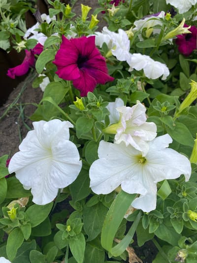 The image displays a close-up view of a cluster of petunia flowers. Dominating the foreground are two large, white petunias with delicate, ruffled petals and visible yellow centers. To the left and slightly behind them, another white petunia is partially visible. Further back, a vibrant, deep pink petunia with a dark throat is prominent, with other pink and white petunias interspersed throughout the background. The flowers are surrounded by lush green foliage and several unopened green buds. The setting appears to be a garden bed, with dark soil visible in the lower left corner. The overall impression is of a vibrant and colorful floral arrangement. The location specified, Мичурин ауылдық округі, Kazakhstan, suggests this scene is situated in a rural or suburban area.