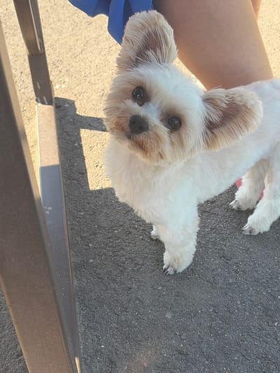 In Krasnyi Don, Russia, a small white dog with large ears and light brown markings on its face is standing on a gray asphalt surface. The dog is facing the camera, tilting its head slightly. To the left of the dog, a dark brown metal object, possibly part of a table or bench, casts a shadow on the asphalt. Behind the dog, a person's legs are visible, wearing a blue garment over their lower body. The lighting suggests it is daytime with sunlight illuminating the scene.