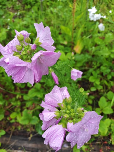 The image shows a close-up view of several light purple mallow flowers in a garden setting, with water droplets on their petals. The flowers are in various stages of bloom, with some fully open and others still in bud. The background is filled with lush green foliage, suggesting a natural or cultivated garden. There are also some out-of-focus white flowers visible in the upper right portion of the image, as well as hints of dark soil and some dry grass or twigs at the bottom left. The scene appears to be outdoors, possibly after rain. There are no people or animals visible in the image. The location is identified as Dachnoe, Russia, implying it is likely a dacha garden.